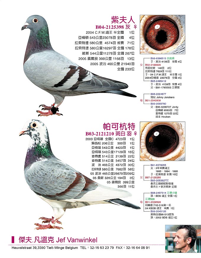凡温克1 — 116赛鸽网