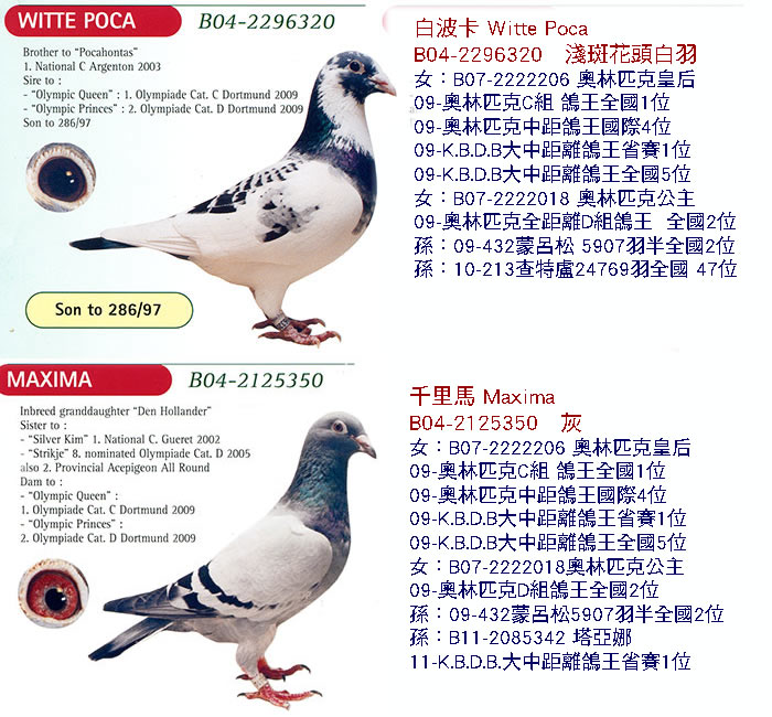 网拍鸽介绍 - 杰夫-2